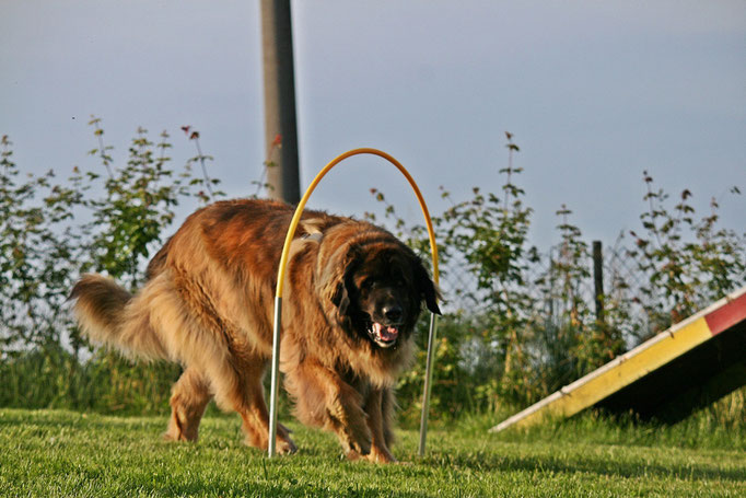 Hundeschule DreamTeam NADAC Hoopers Agility HoopAgi