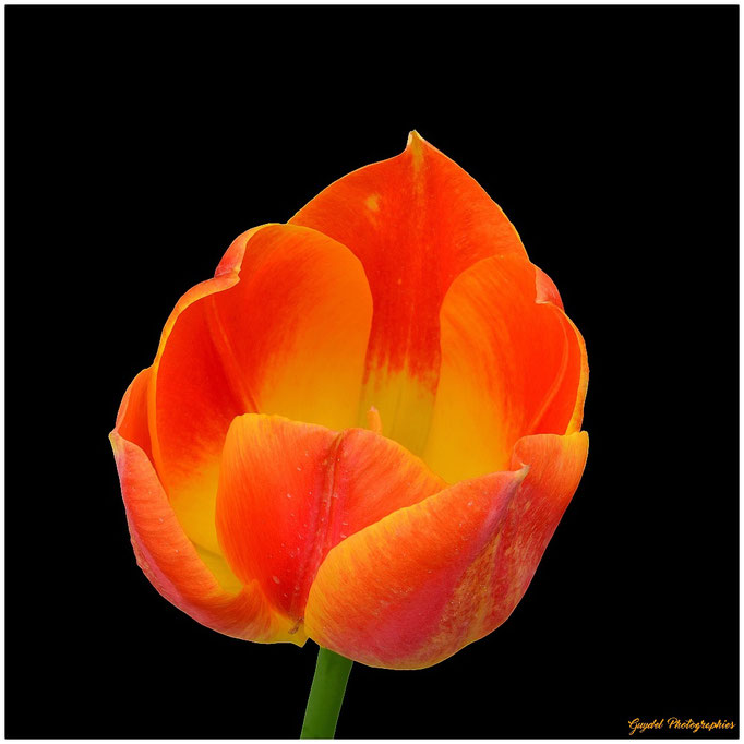 Tulipe (détourage)