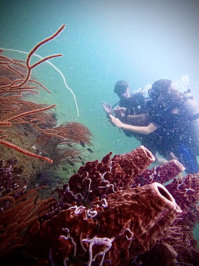 Scuba Diver enjoying some of Phu Quoc corals and marine life | Rainbow Divers Vietnam PADI Dive Center Phu Quoc 