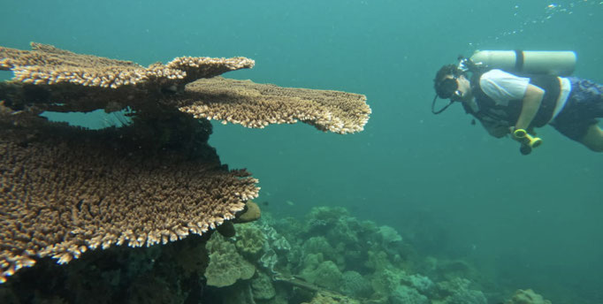 Scuba Diver enjoying some of Phu Quoc corals and marine life | Rainbow Divers Vietnam PADI Dive Center Phu Quoc 