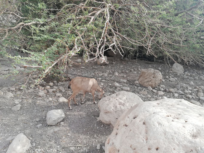 Ibex at Ein Gedi