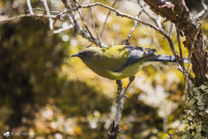 Korimako (Bell Bird), New Zealand