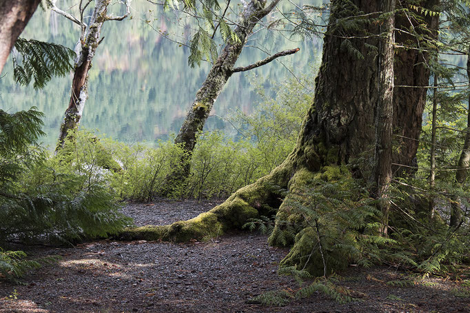 Wald in von Britsh Columbia, Kanada