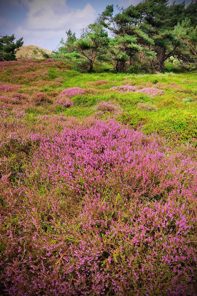 Amrum 2025, Heidelandschaft