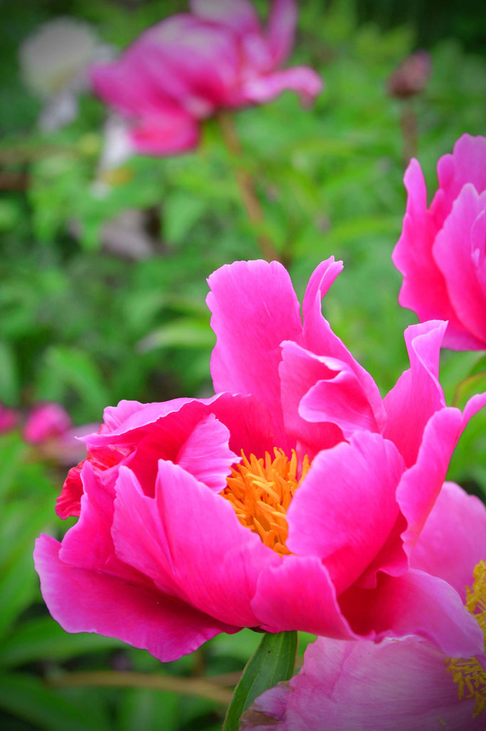 Sommerblüten