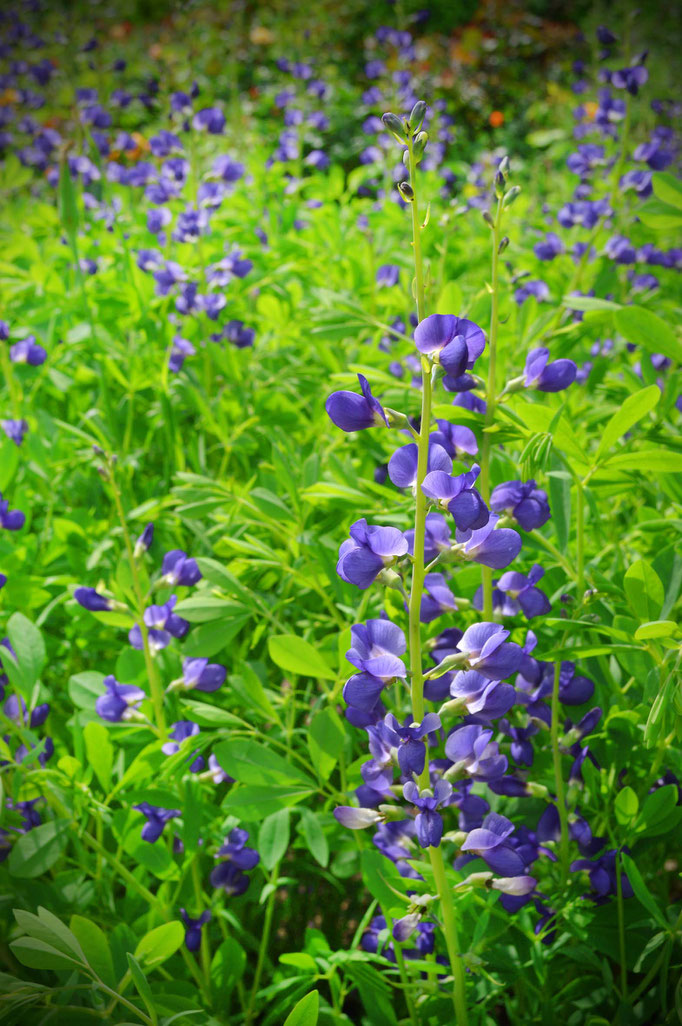 Sommerblüten