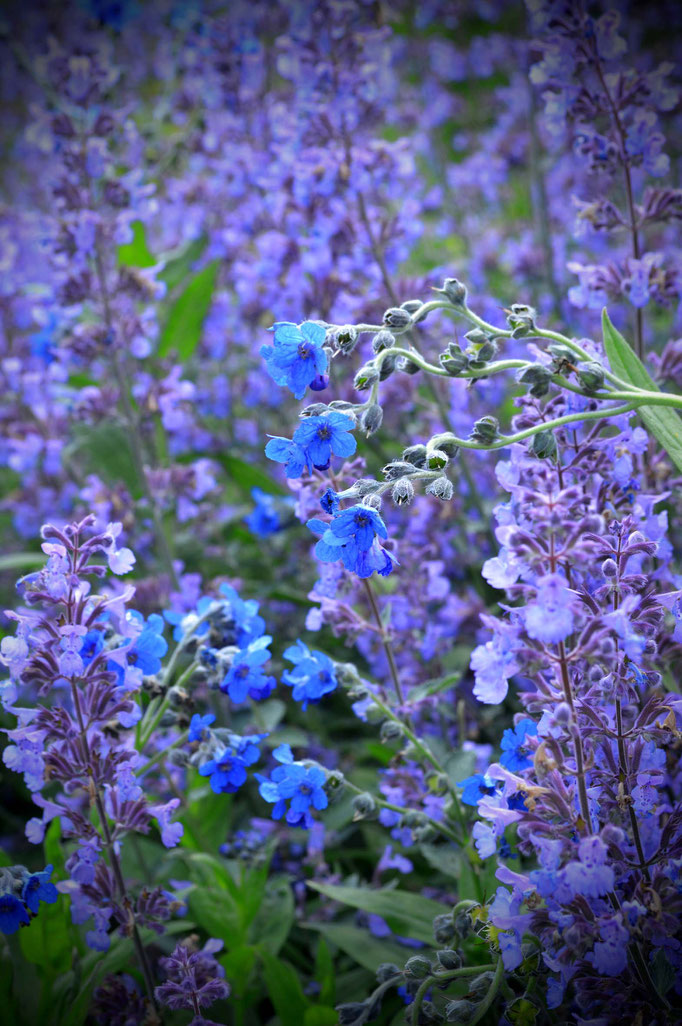 Sommerblüten