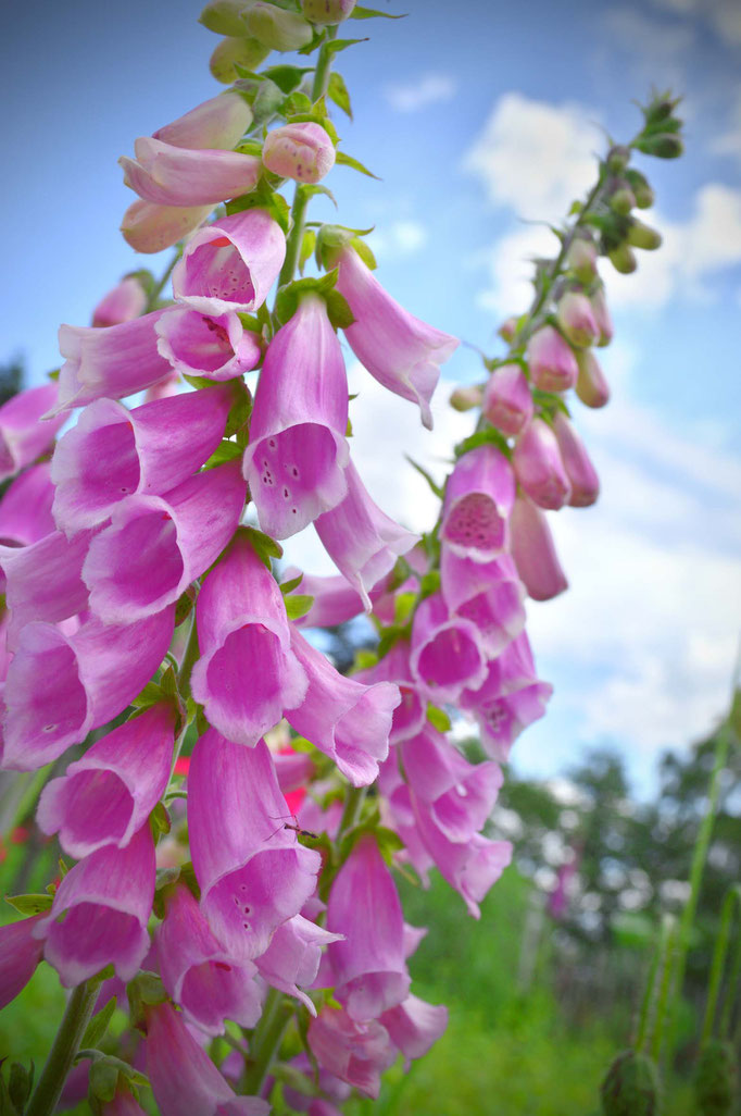 Sommerblüten