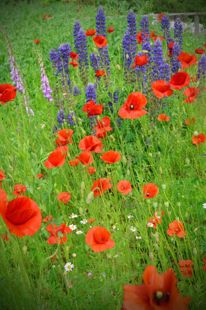 Sommerblüten