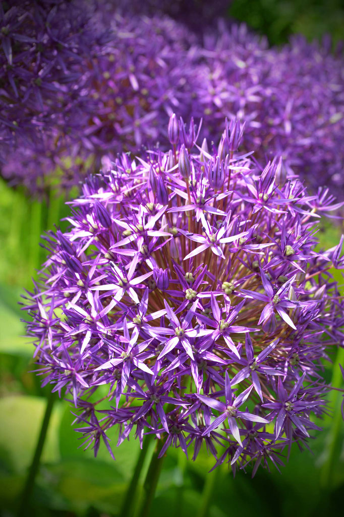 Sommerblüten