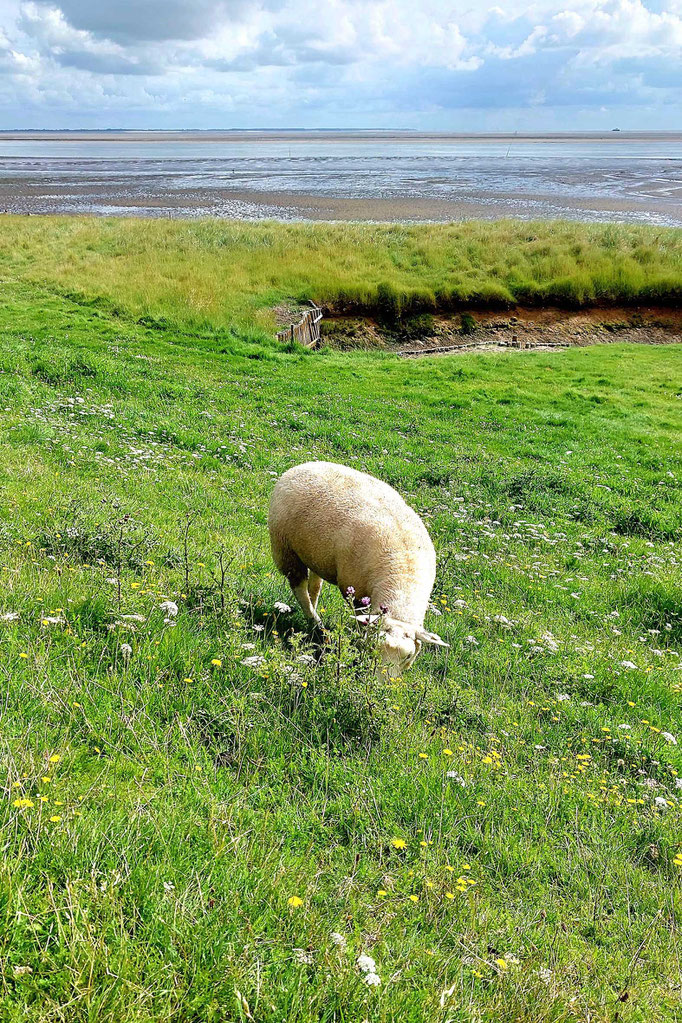 Schaf bei Stenodde