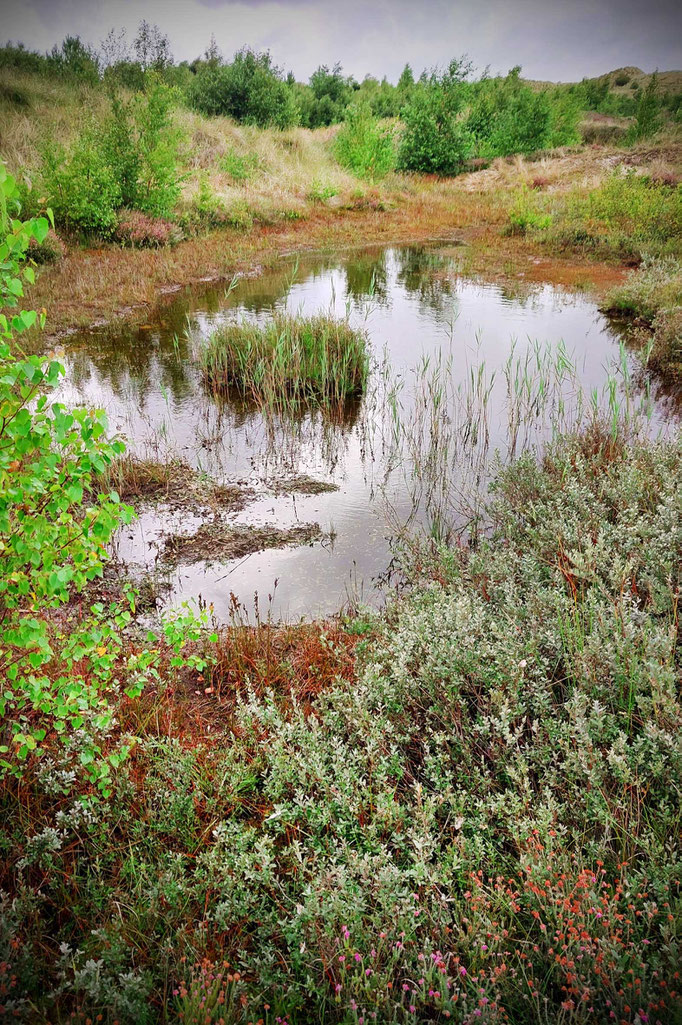 Amrum 2025, Heidelandschaft
