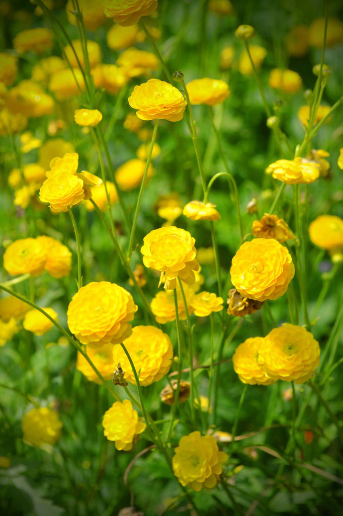 Sommerblüten