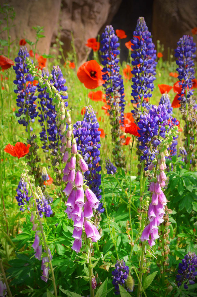 Sommerblüten