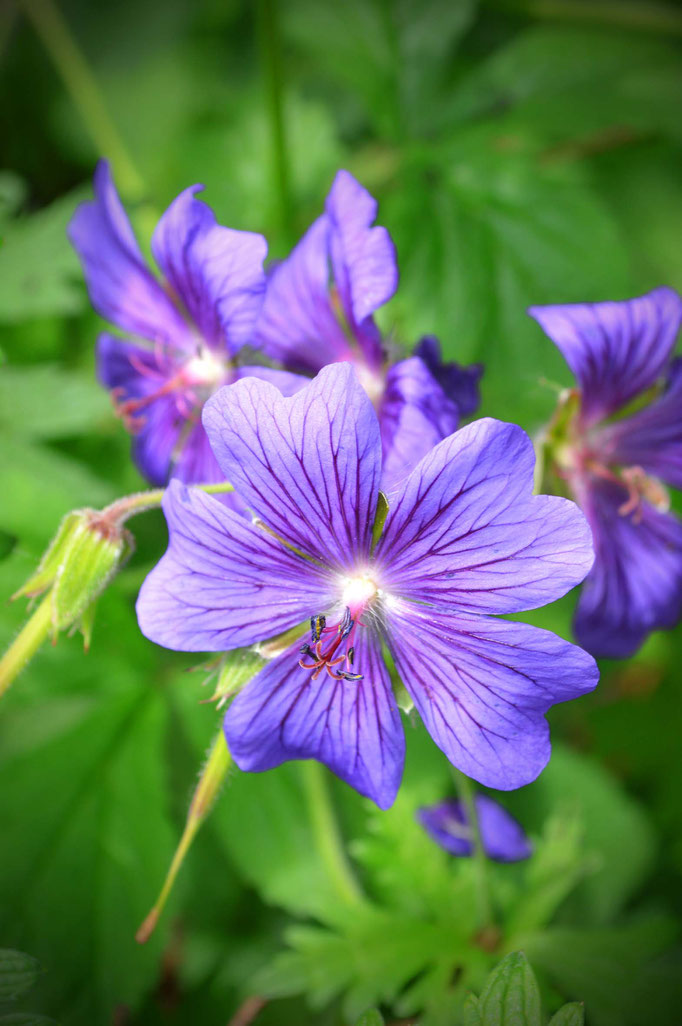 Sommerblüten