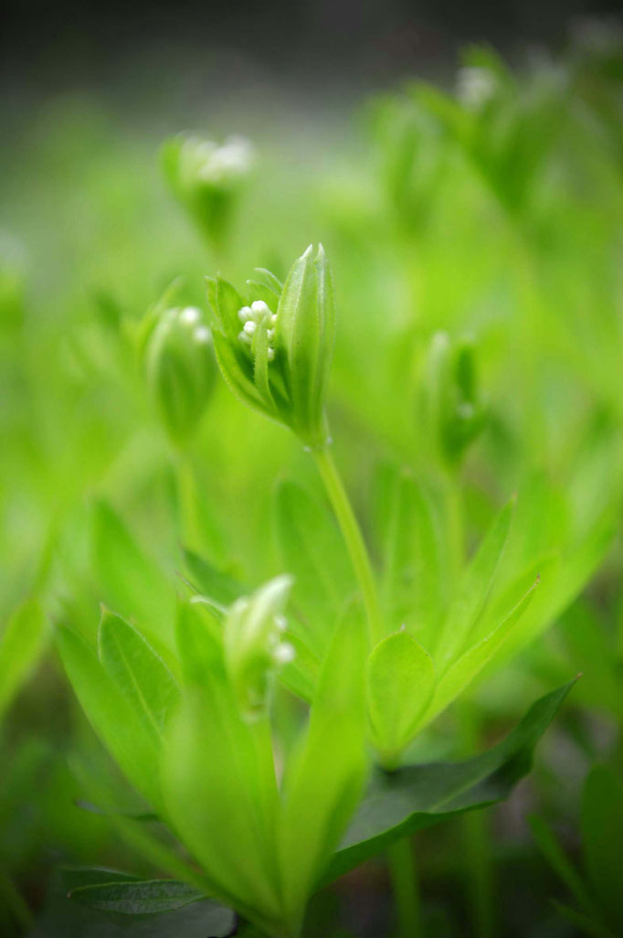 Der Waldmeister