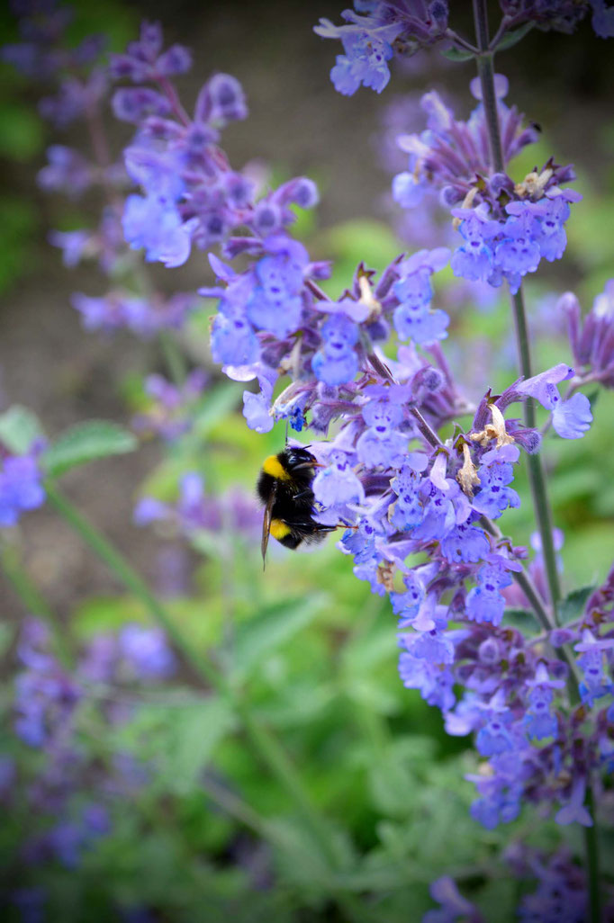 Sommerblüten