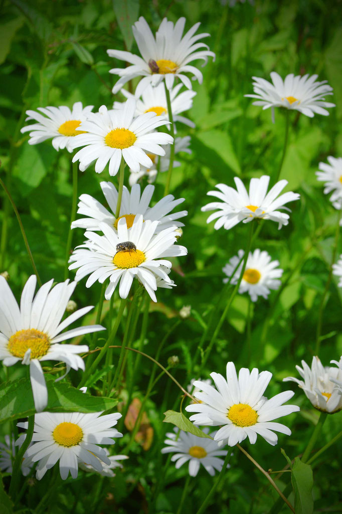 Sommerblüten