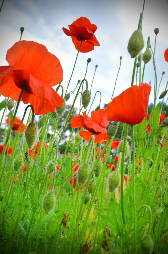 Sommerblüten