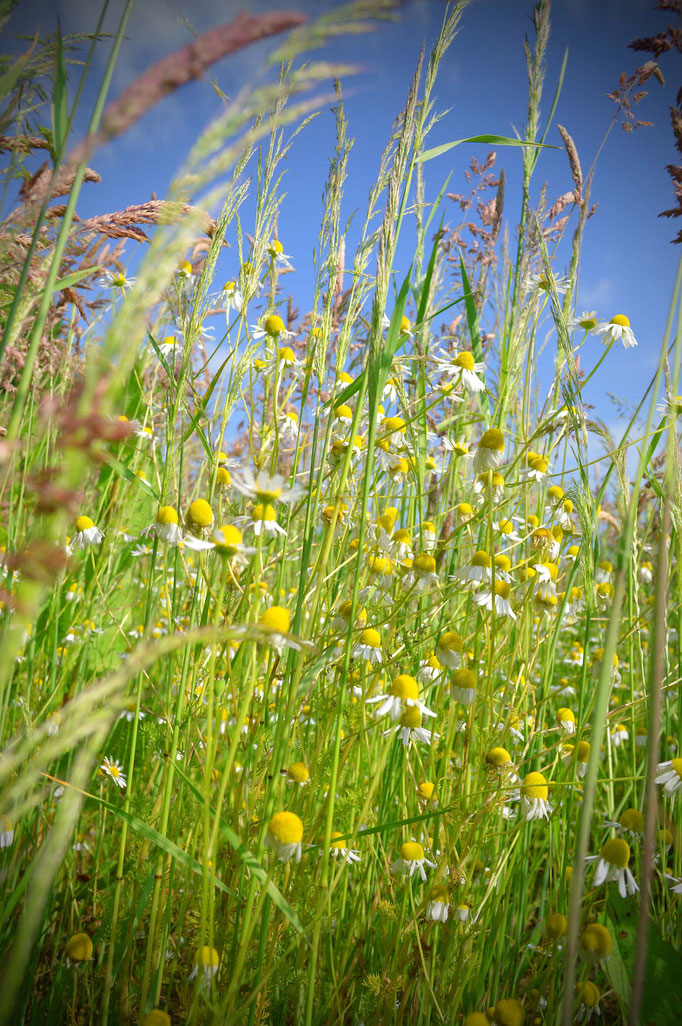 Sommerblüten