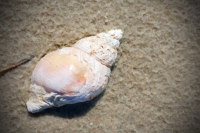 Amrum 2025, Wellhornschnecke