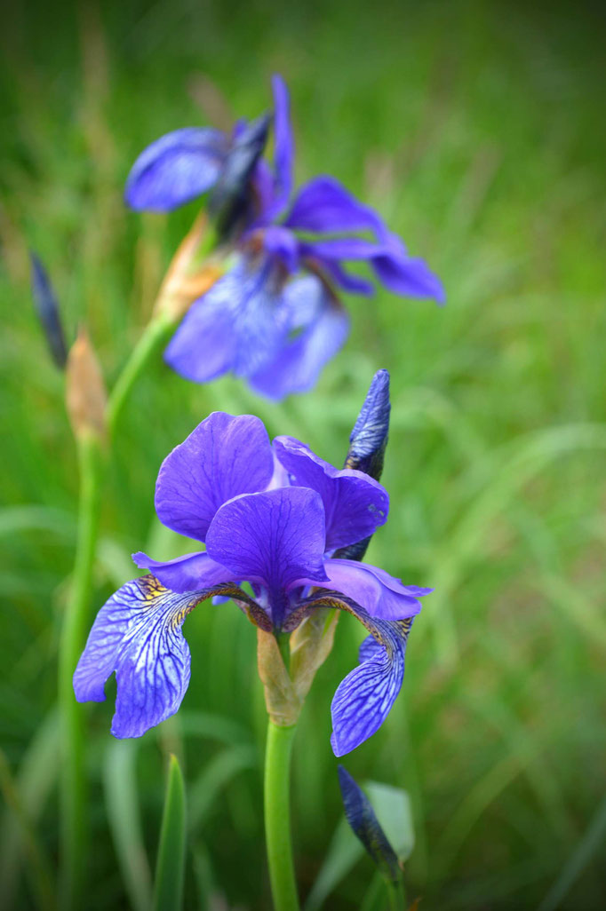 Sommerblüten