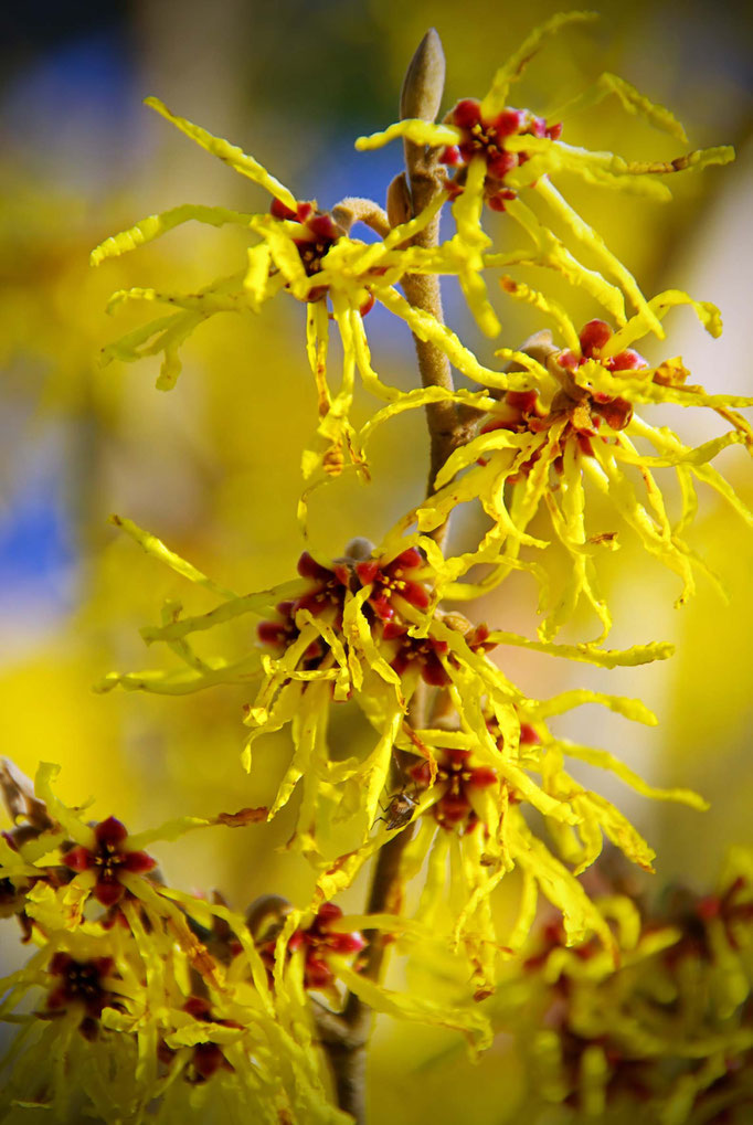 Hamamelis oder Zaubernuss