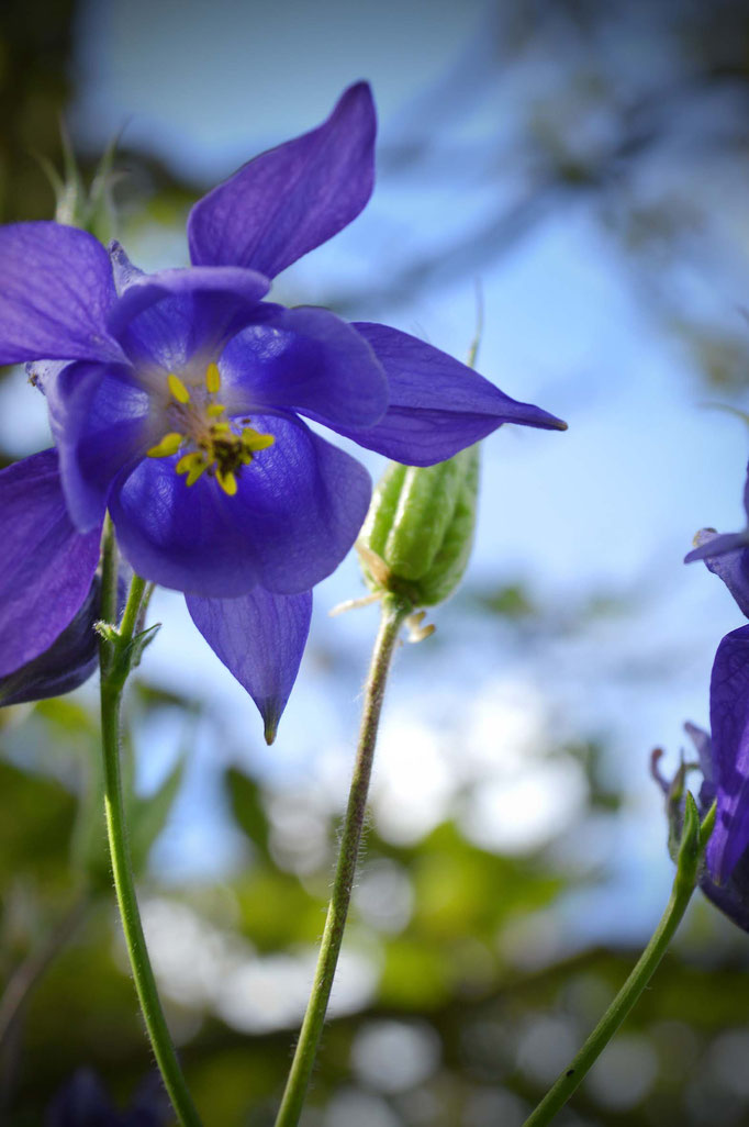 Sommerblüten