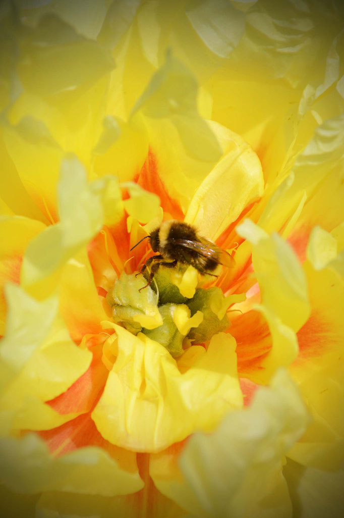 Sommerblüten