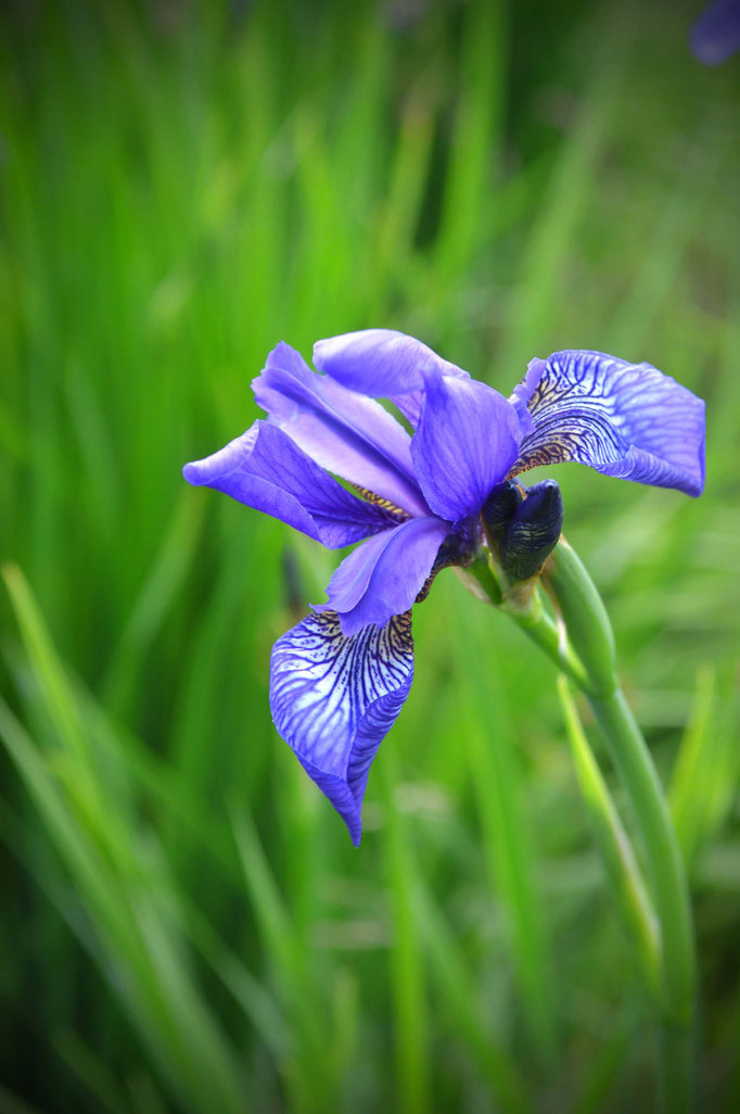 Sommerblüten