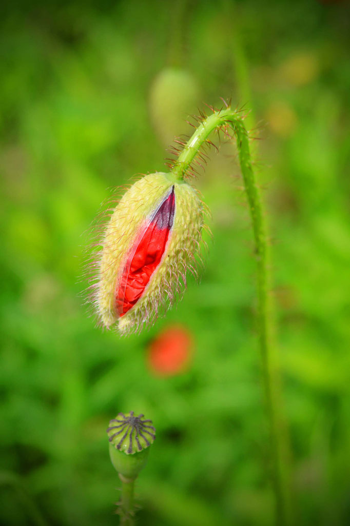Sommerblüten
