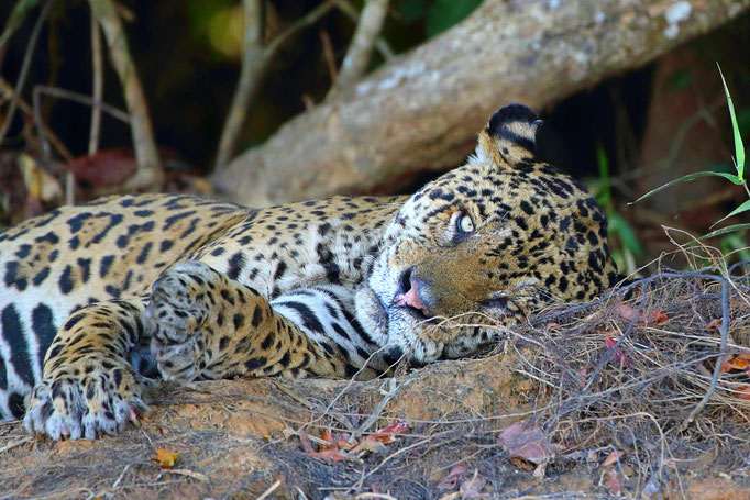 Jaguar Nord-Pantanal Brasilien