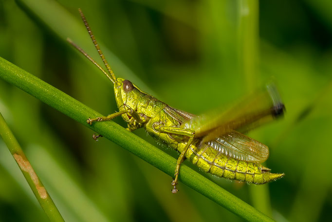  Goldener Sänger  (Große Goldschrecke)