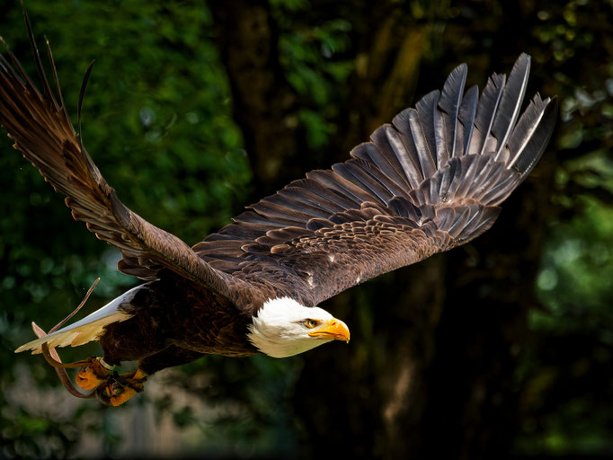 Weisskopfseeadler