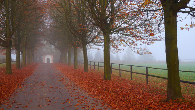 Allee am Broichhof Rodderberg