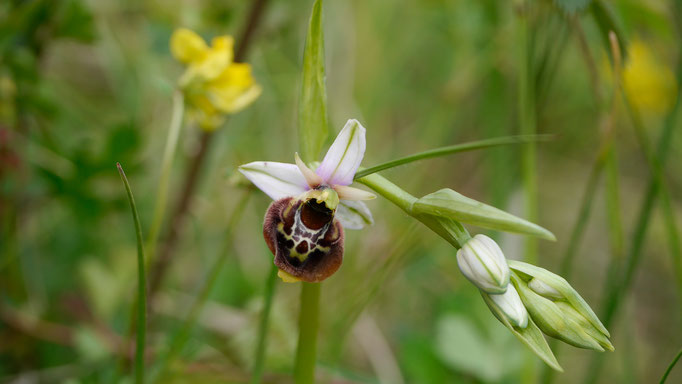 Orchideen Hummel-Ragwurz