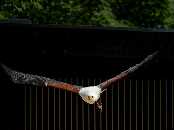 Schreiseeadler
