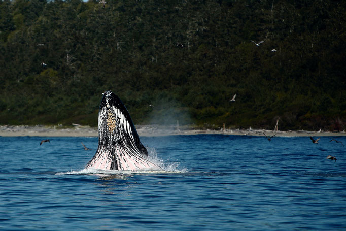 USA Olympic National Park Humpback Wahle