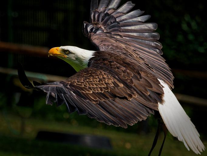 Weisskopfseeadler
