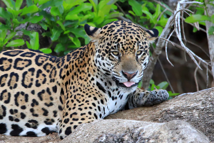 Jaguar Nord-Pantanal Brasilien