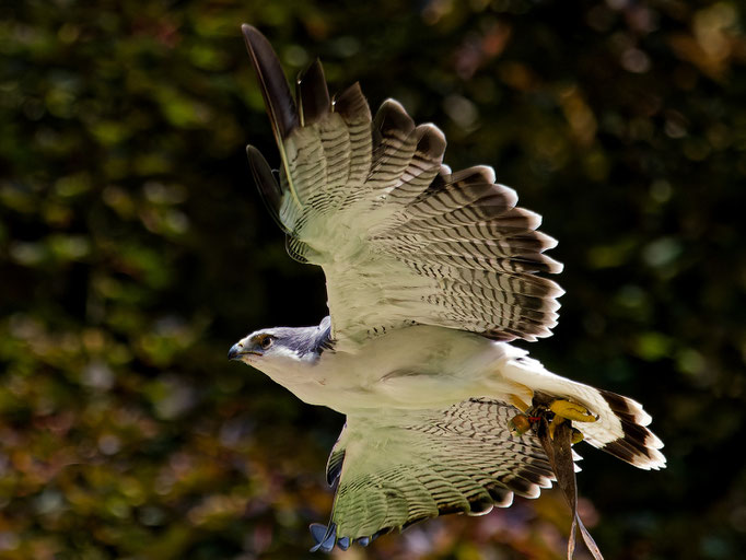 Rotschwanzbussard