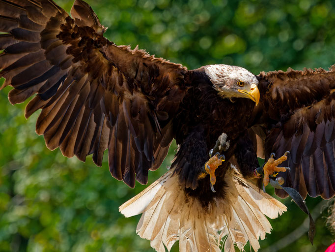 Weisskopfseeadler