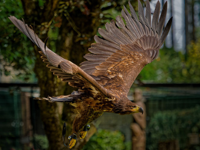 Kaiseradler