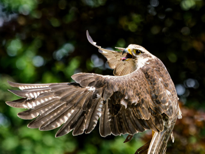 Adlerbussard
