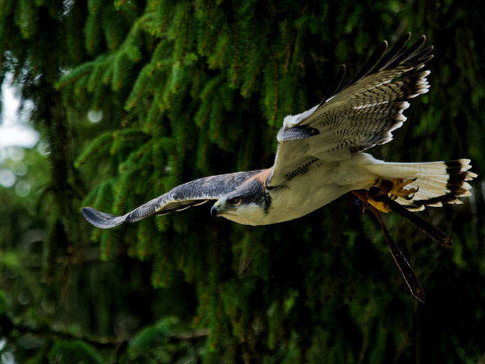 Rotschwanzbussard