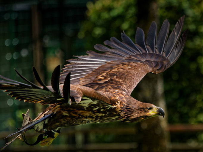 Kaiseradler