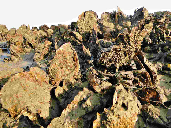 Pazifische Auster auf einer Muschelbank