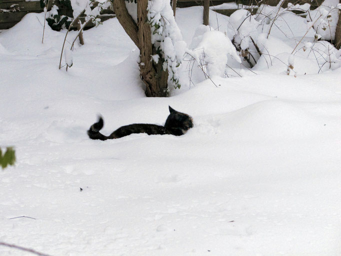 Unsere Katze im Tiefschnee, Essen-Frohnhausen, Dezember 2010