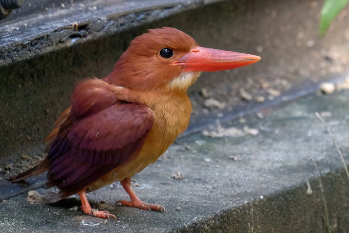 アカショウビン