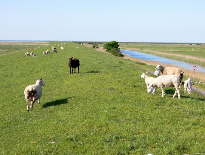Schafen halten die Deiche von Mandø frei. Foto: C. Schumann